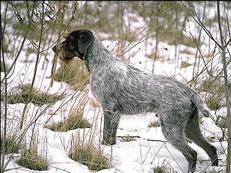 german wirehaired pointer breed standard